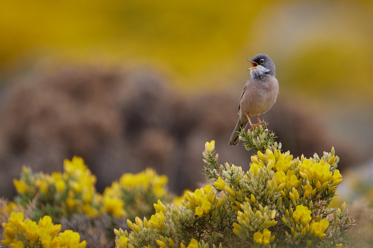 Spectacled Warbler - Gonzalo Astete Martín