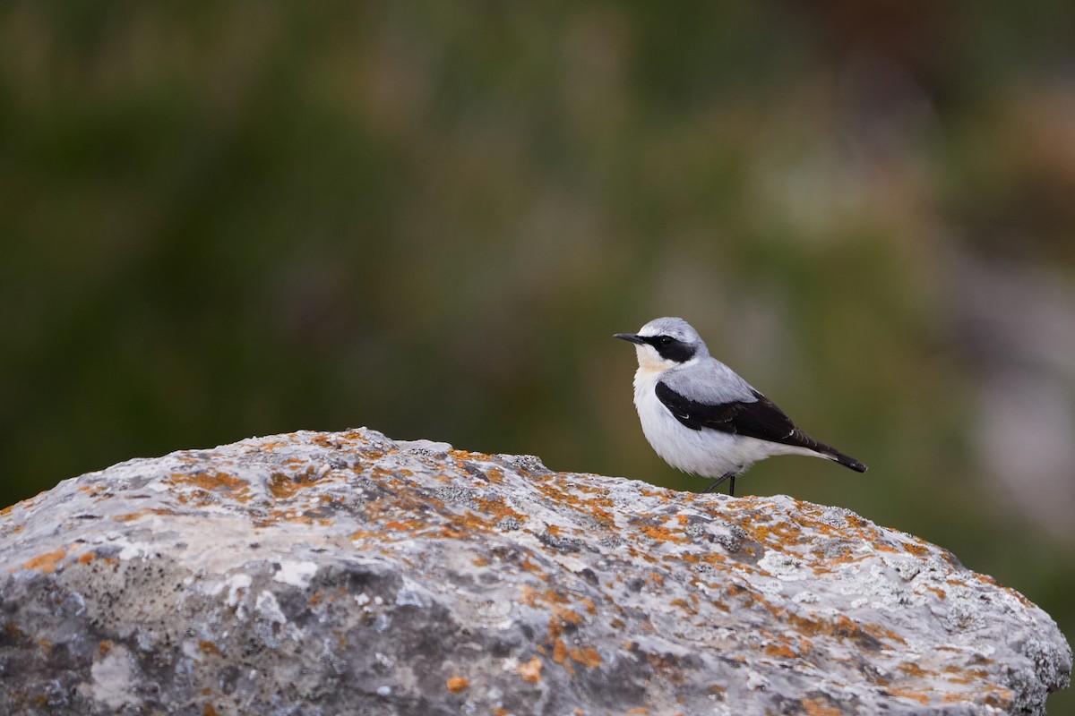 Northern Wheatear - Gonzalo Astete Martín