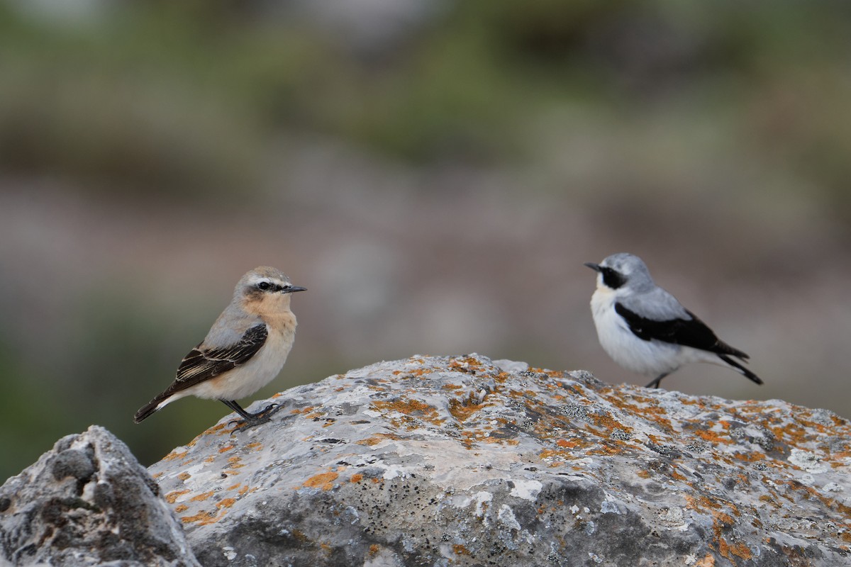 Northern Wheatear - Gonzalo Astete Martín