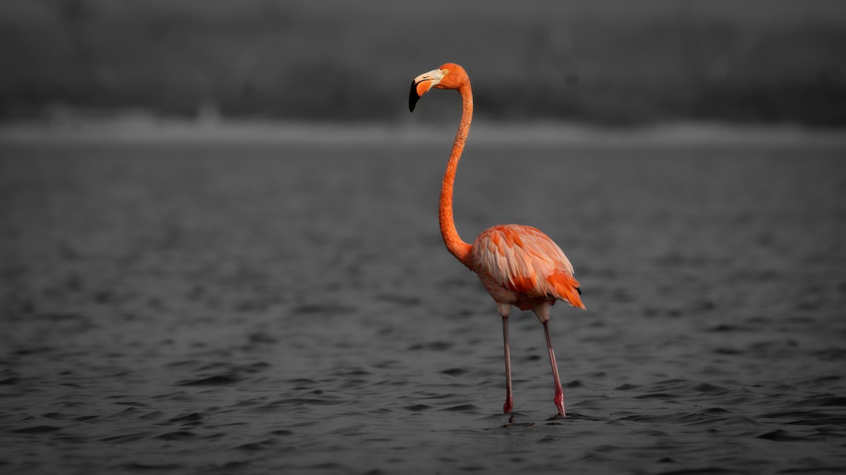 American Flamingo - ML564864451