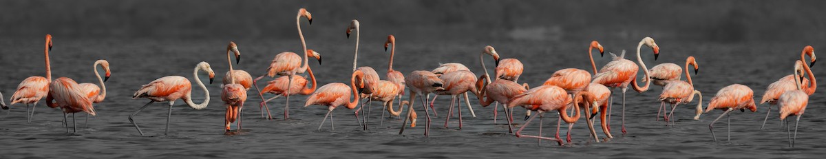American Flamingo - ML564864461