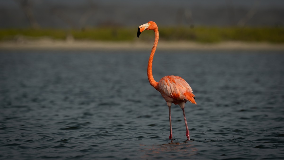 American Flamingo - ML564864471