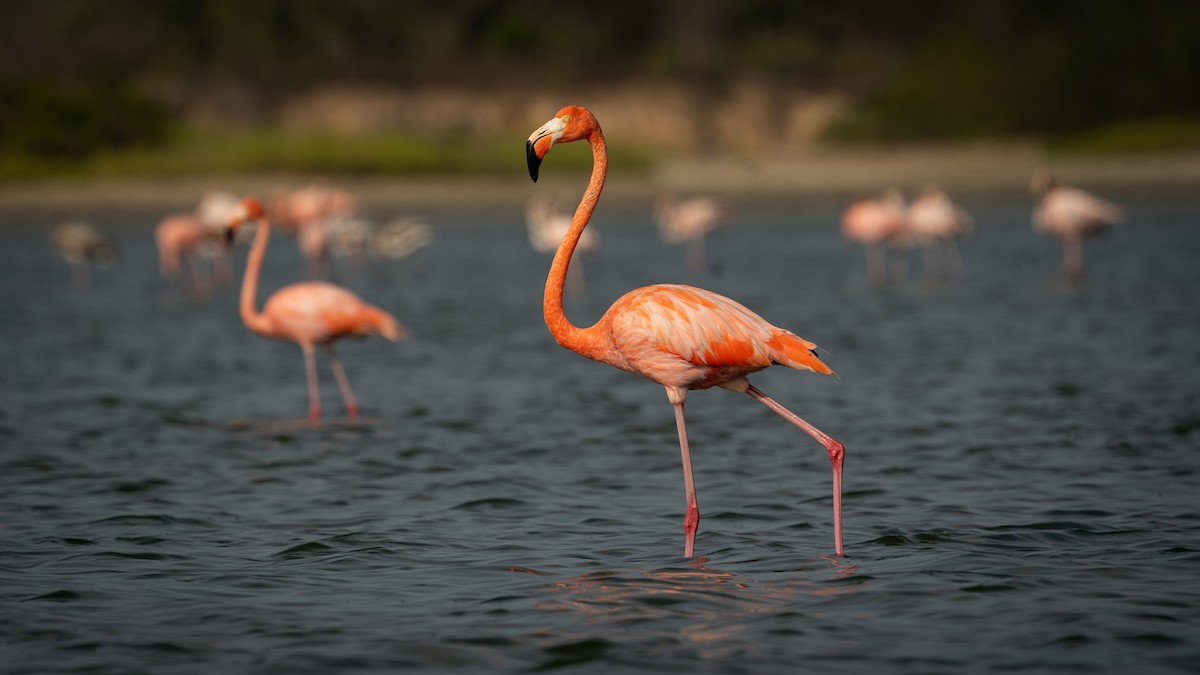 American Flamingo - ML564864491
