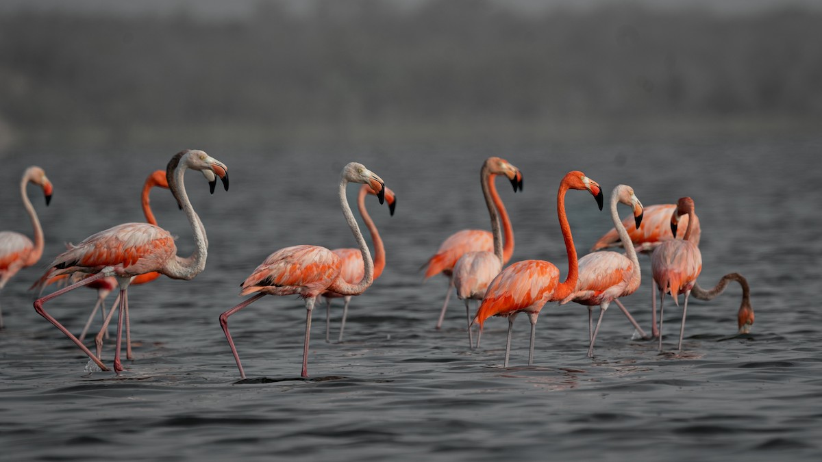American Flamingo - ML564864501