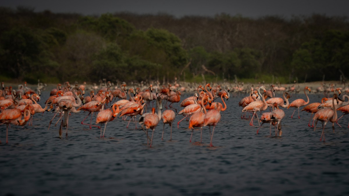 American Flamingo - ML564864511