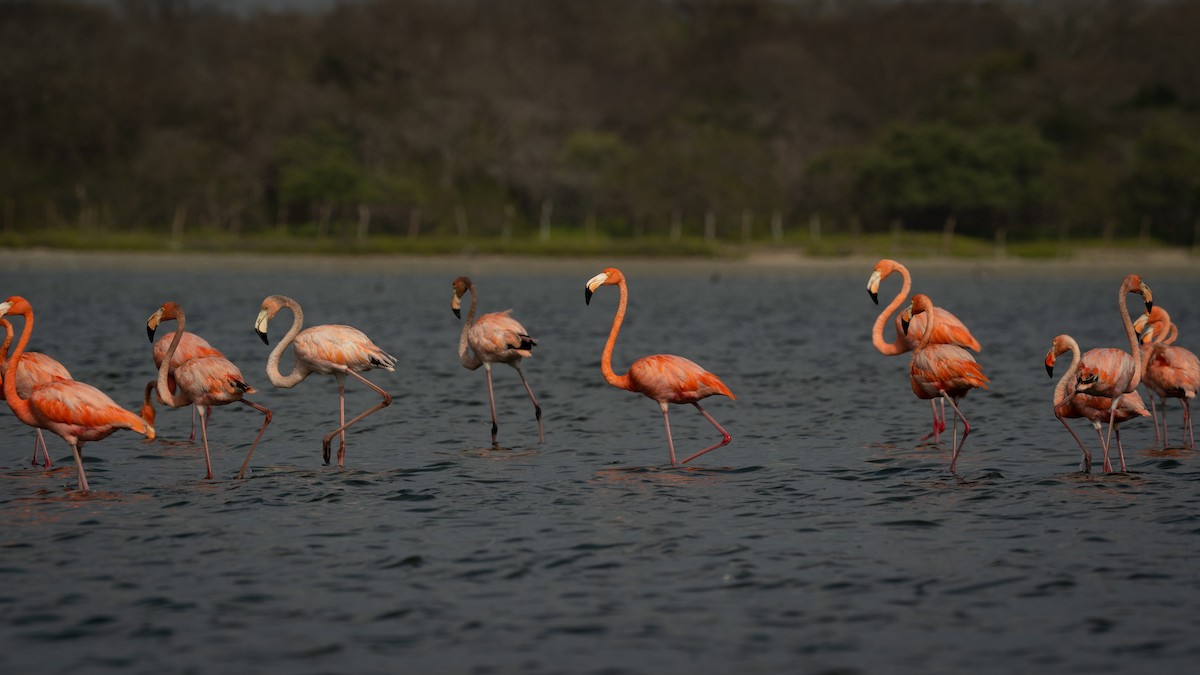 American Flamingo - ML564864531