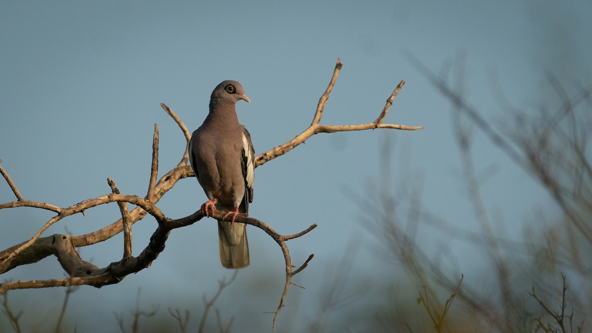 Bare-eyed Pigeon - ML564864621