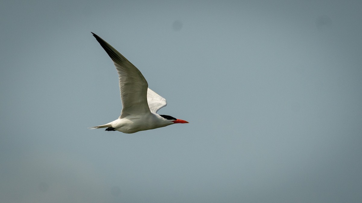 Caspian Tern - ML564864711