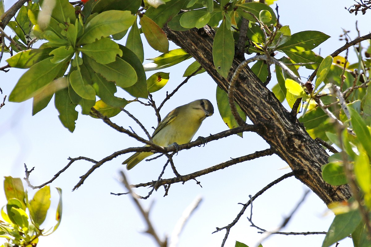 Black-whiskered Vireo - ML56486511