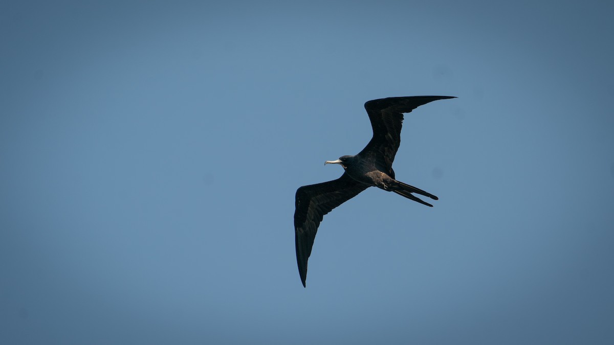Magnificent Frigatebird - ML564865171