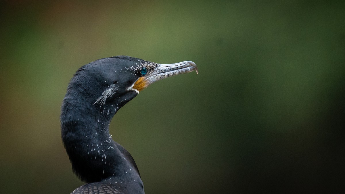 Neotropic Cormorant - ML564865261