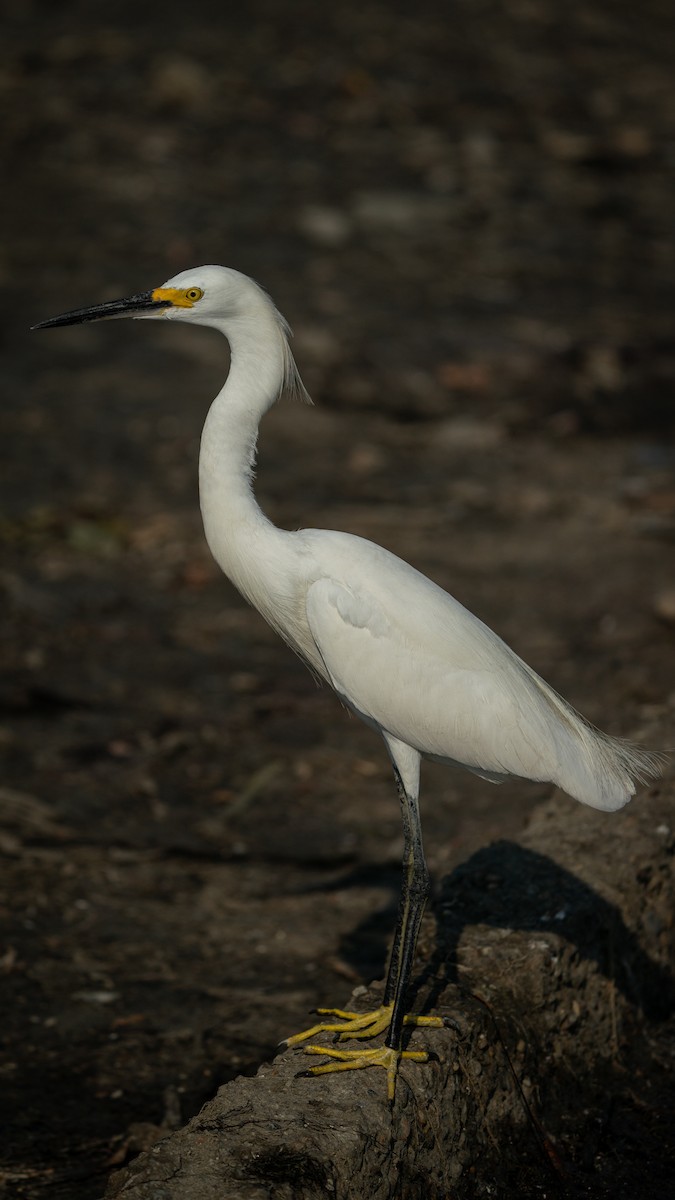 Snowy Egret - ML564865341