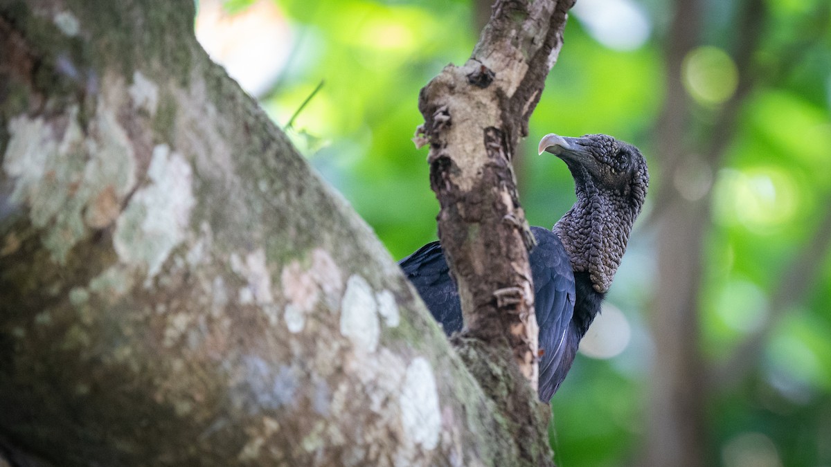Black Vulture - ML564865521