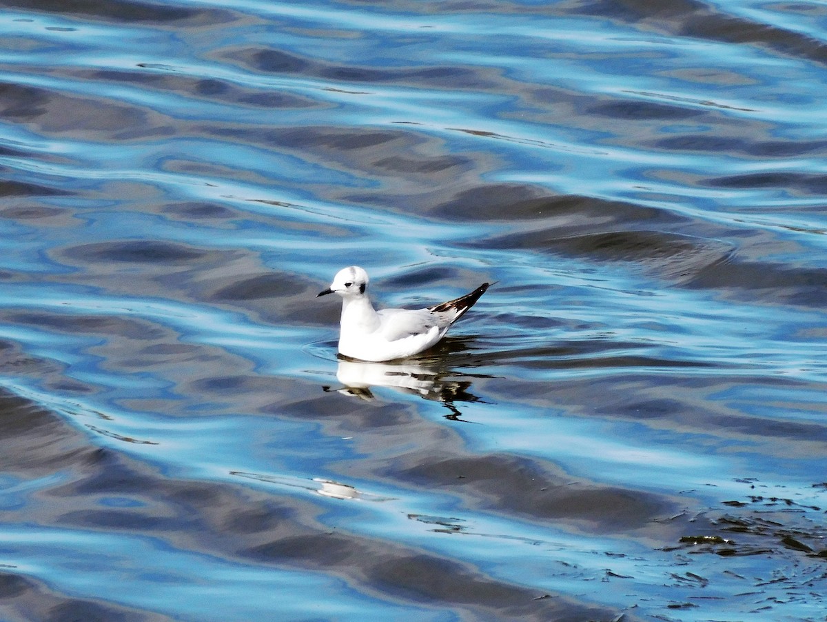 Bonaparte's Gull - ML564865671