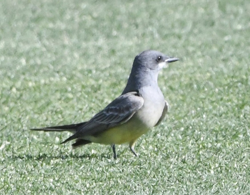 Cassin's Kingbird - John Williams