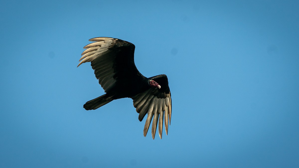 Turkey Vulture - ML564865731