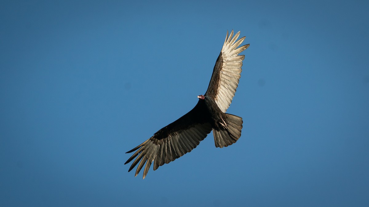 Turkey Vulture - ML564865741