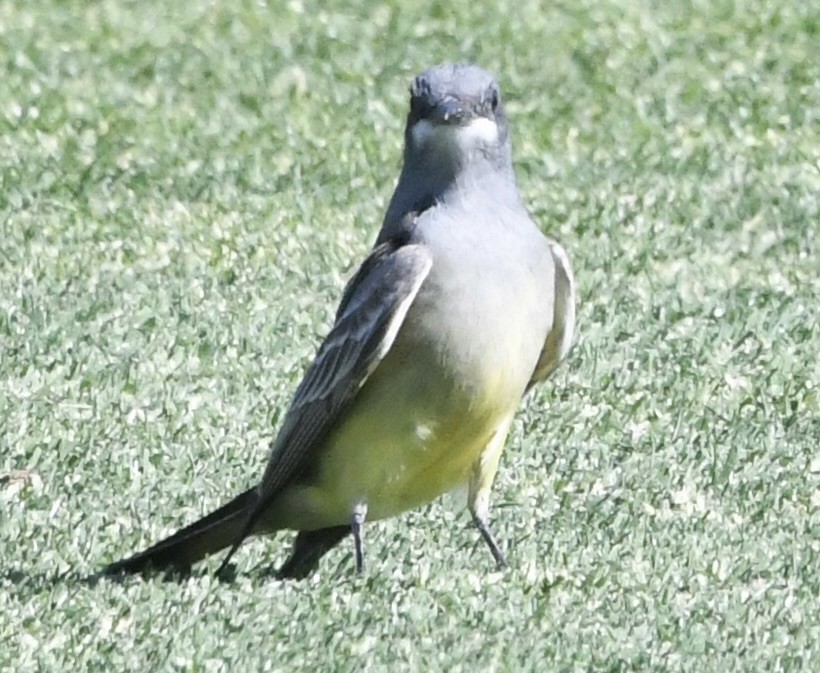 Cassin's Kingbird - ML564865781