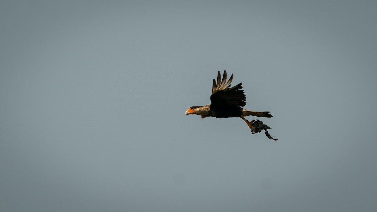 Crested Caracara - ML564865951