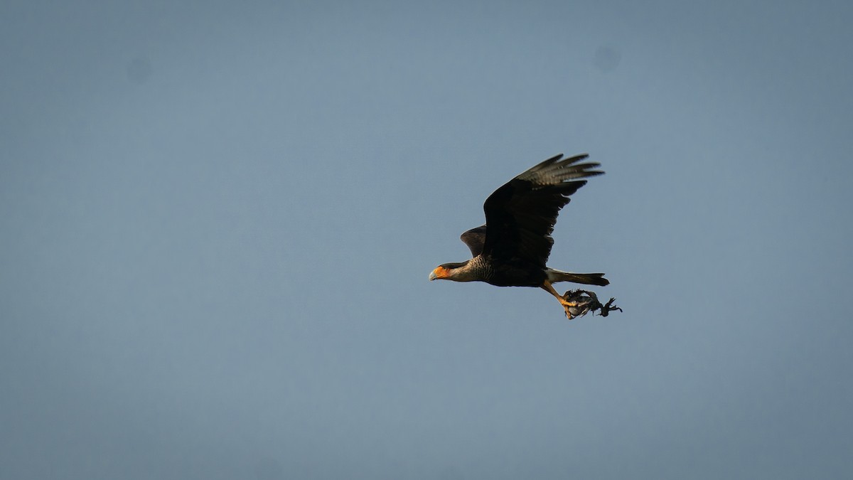 Crested Caracara - ML564865961