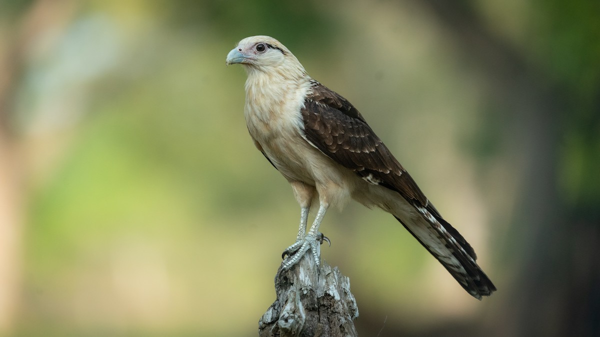 Yellow-headed Caracara - ML564866061
