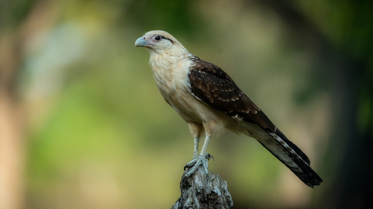 Yellow-headed Caracara - ML564866091