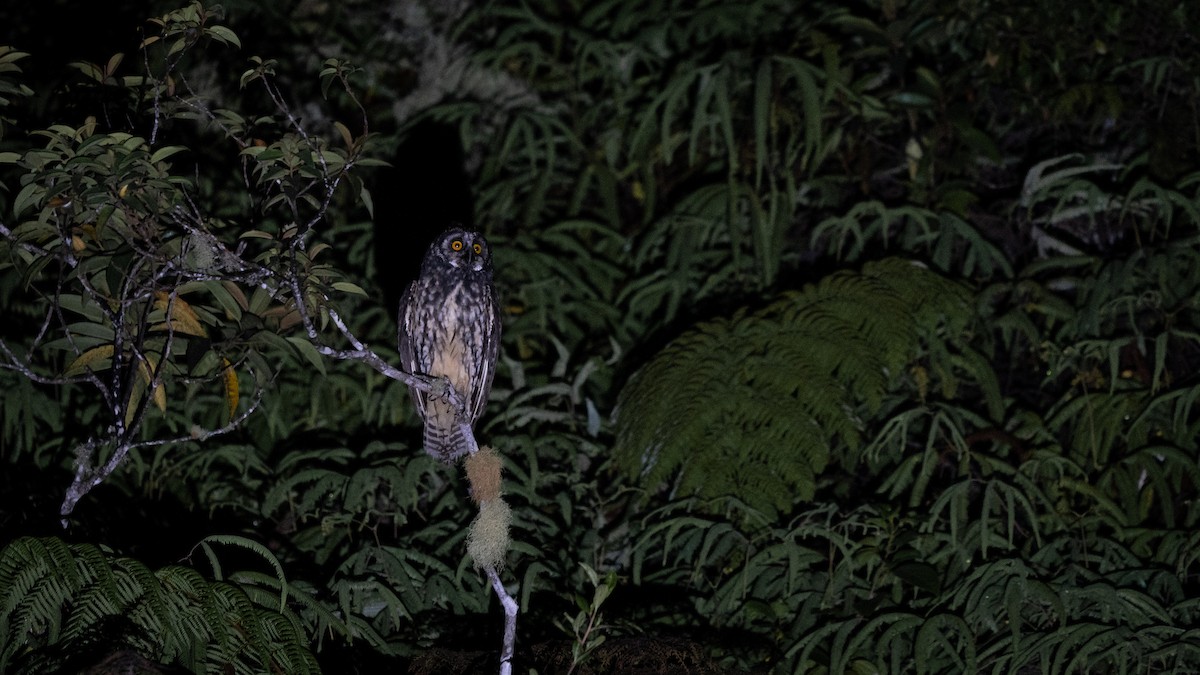 Stygian Owl - ML564867201