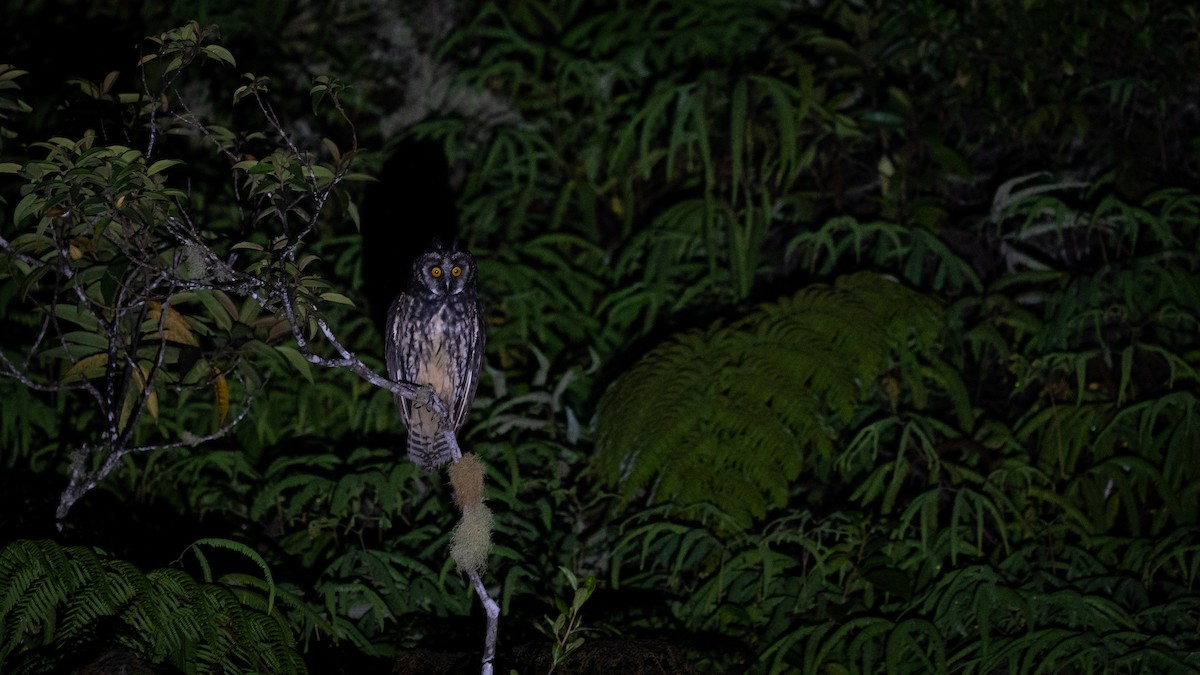 Stygian Owl - ML564867211