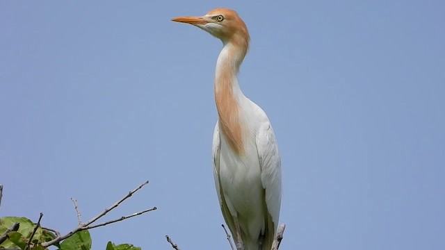 Eastern Cattle Egret - ML564867471