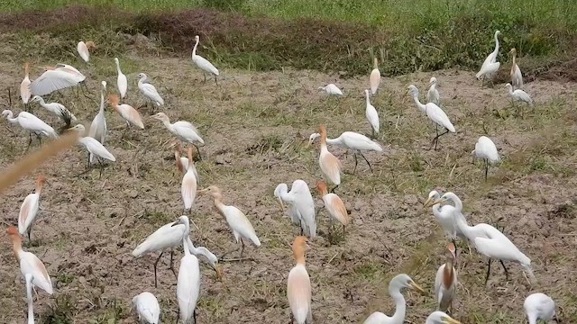 Eastern Cattle Egret - ML564867481