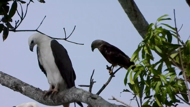 White-bellied Sea-Eagle - ML564867921