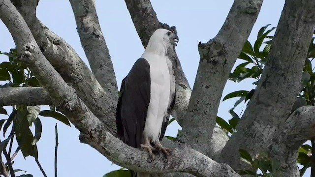 White-bellied Sea-Eagle - ML564867931