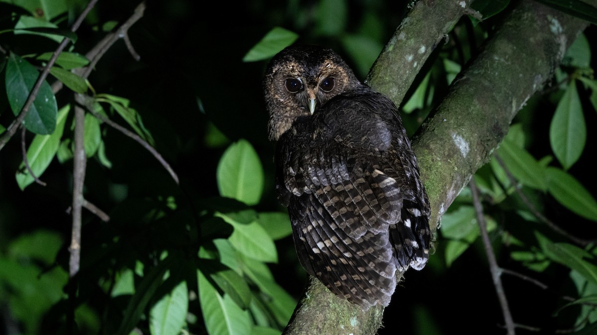 Mottled Owl - ML564868121