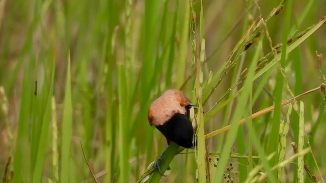 Chestnut Munia - ML564868211