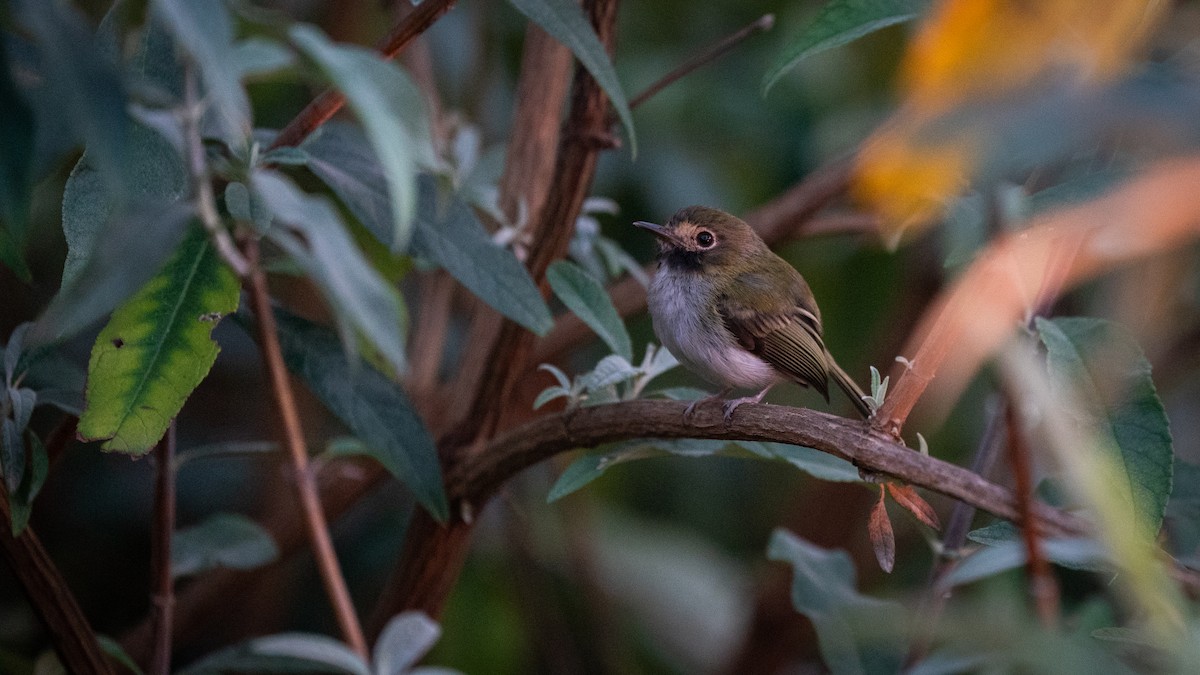 Black-throated Tody-Tyrant - ML564868531