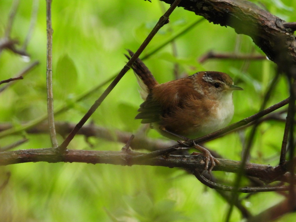 Marsh Wren - ML564868541