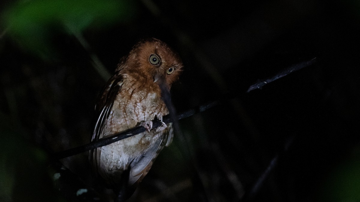 Santa Marta Screech-Owl - ML564870031