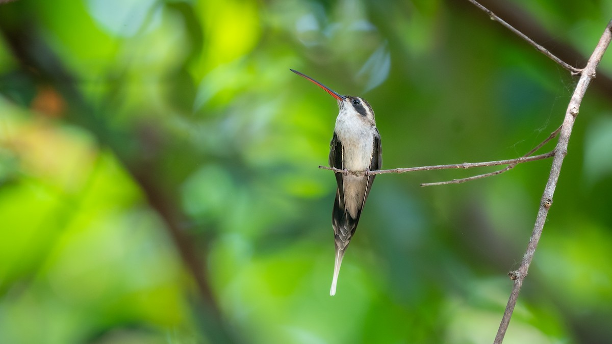 Pale-bellied Hermit - Tom Riffel