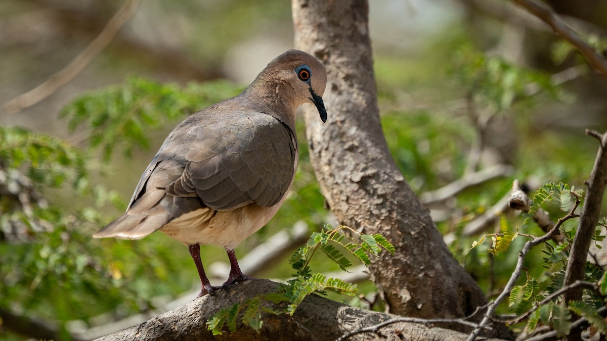 White-tipped Dove - Tom Riffel