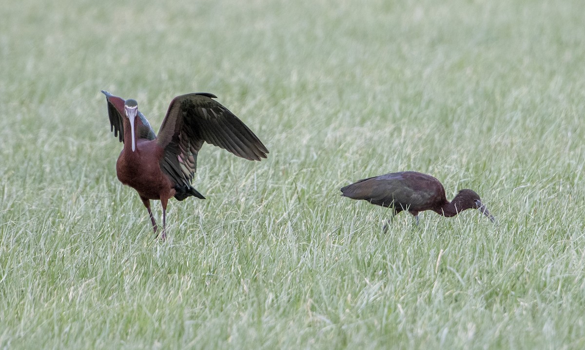 Glossy Ibis - ML564871351