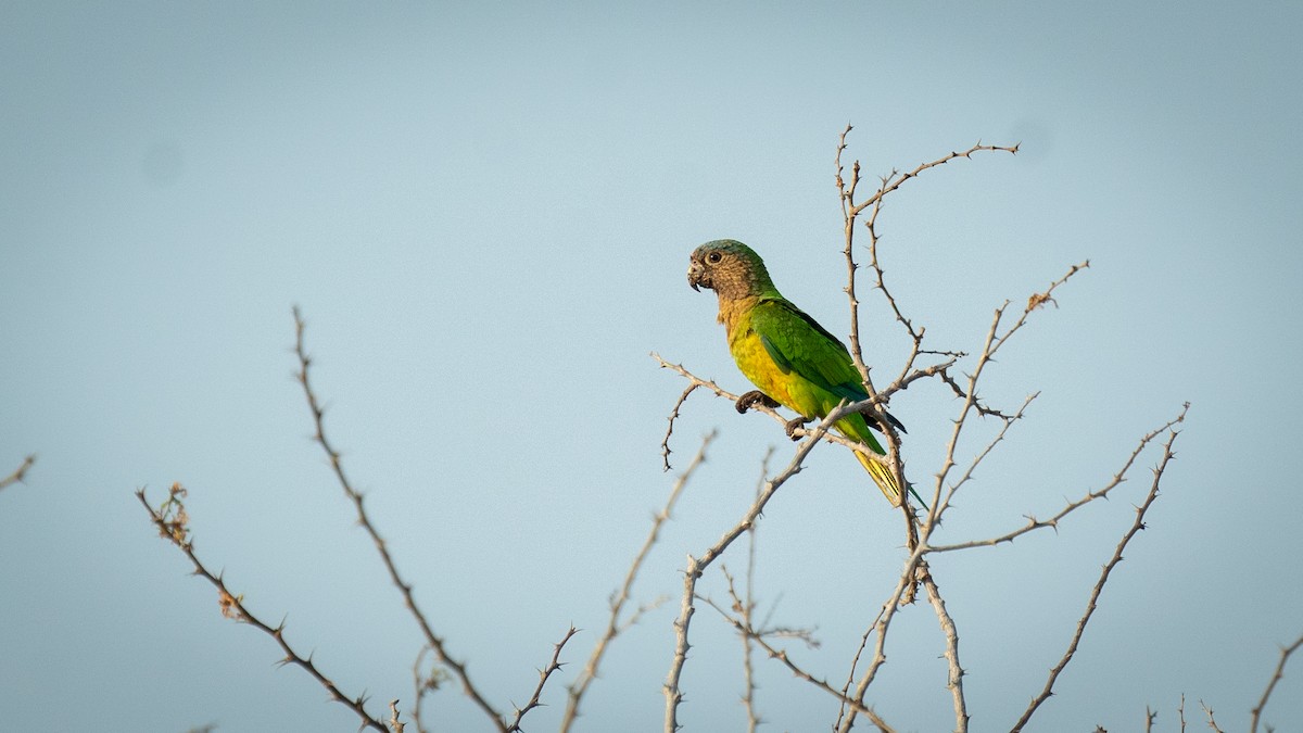 Brown-throated Parakeet - ML564871751