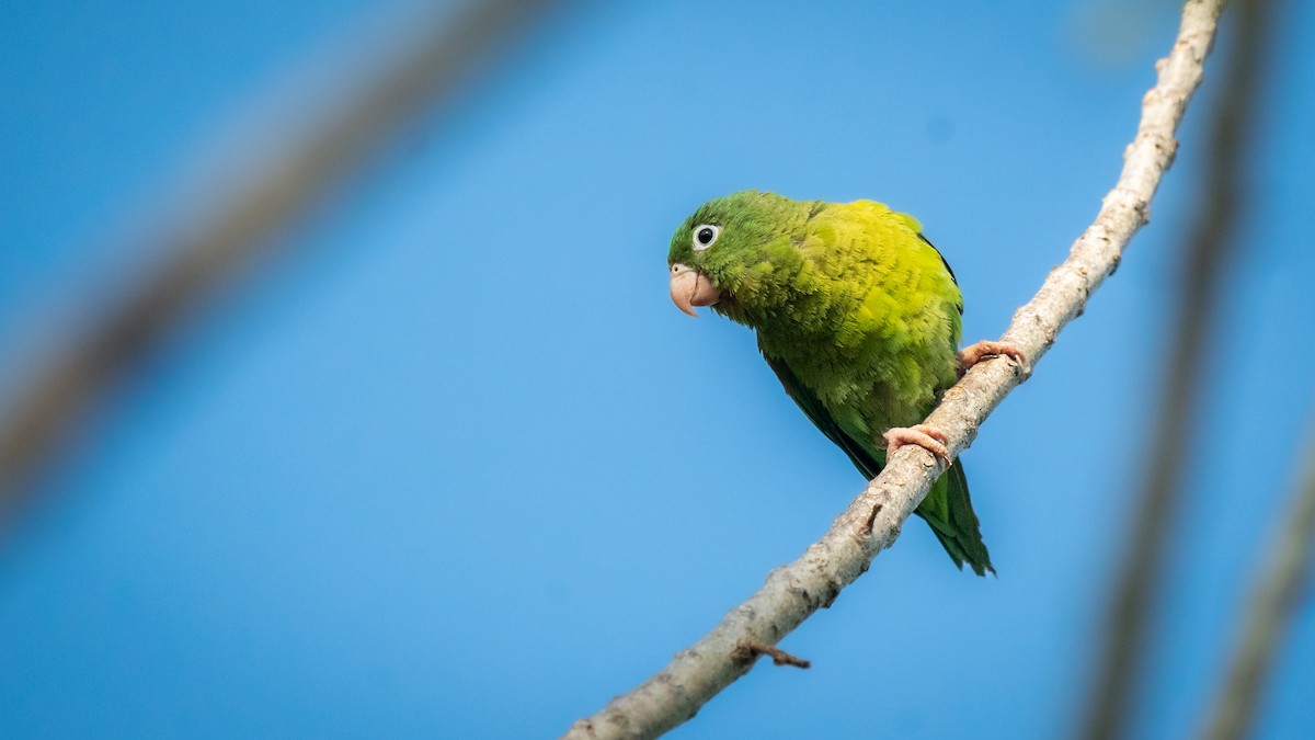 Orange-chinned Parakeet - ML564872111