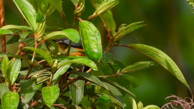 Orange-bellied Flowerpecker - ML564872531