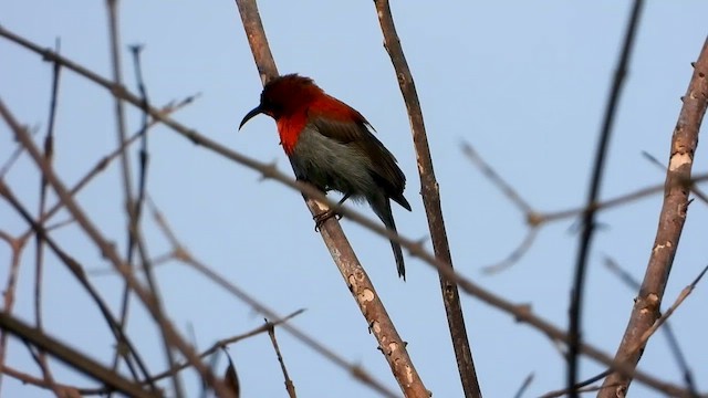 Crimson Sunbird - ML564872631