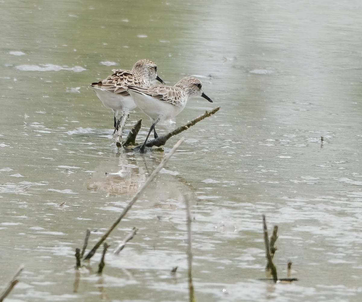 Semipalmated Sandpiper - Jeff Black