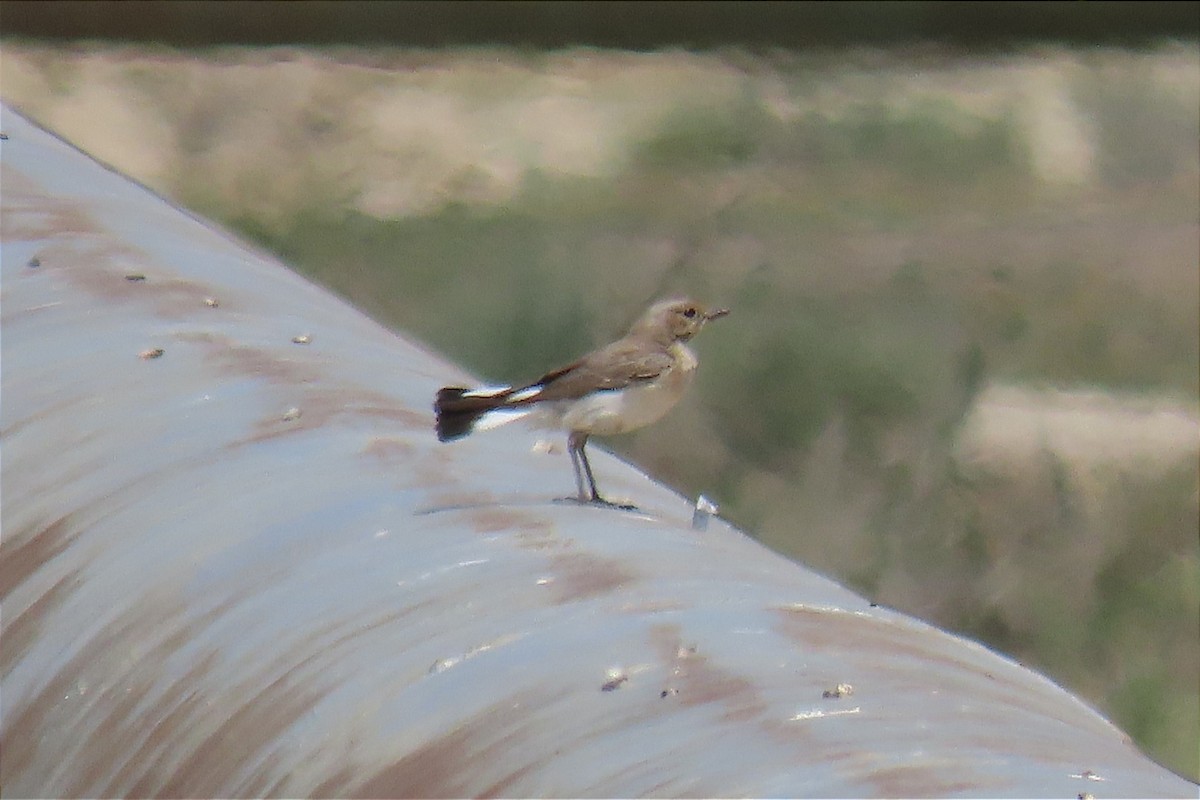 Finsch's Wheatear - Manolo García