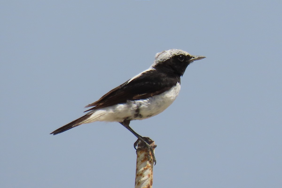 Finsch's Wheatear - ML564873961