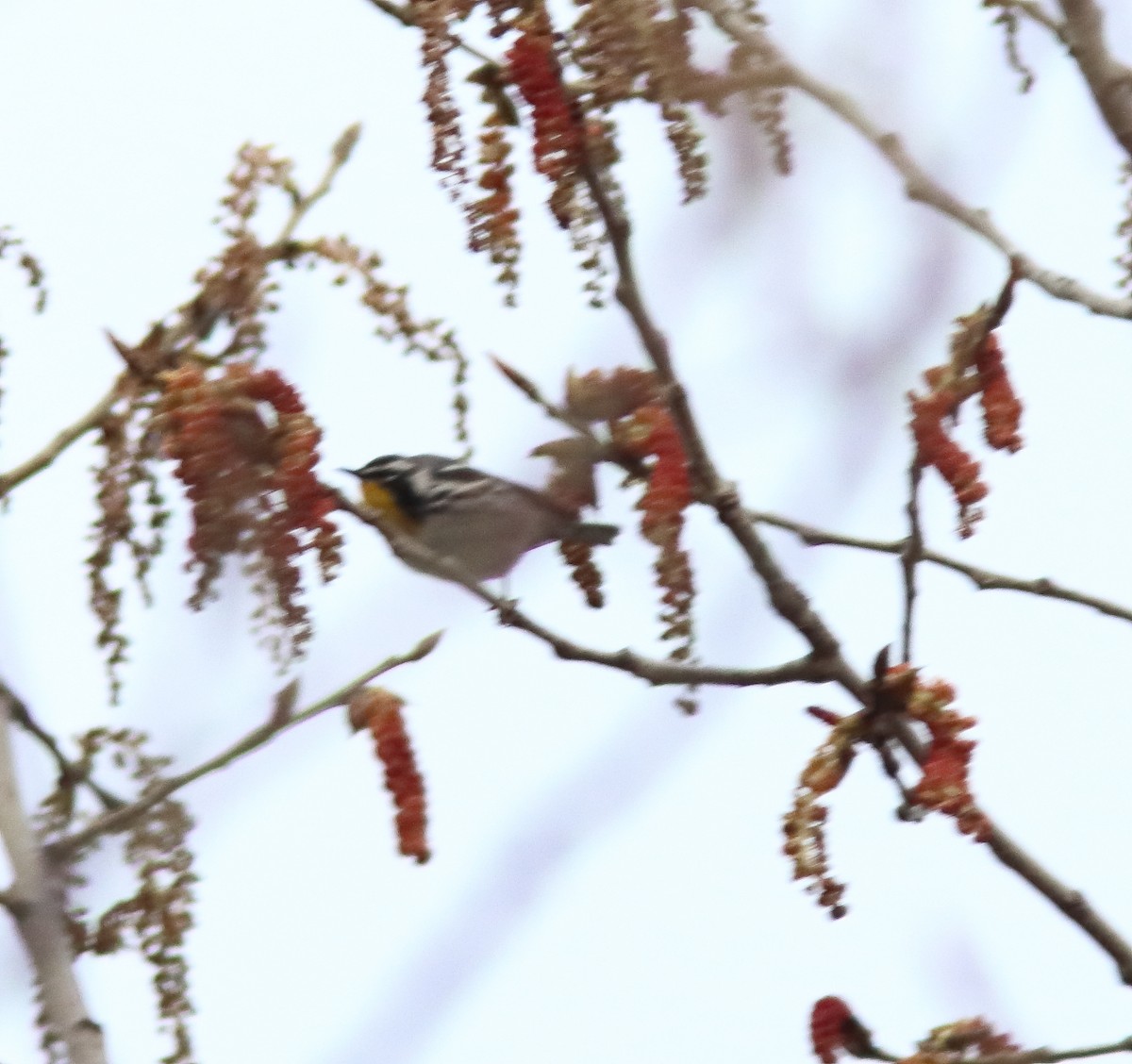 Yellow-throated Warbler - ML564874201