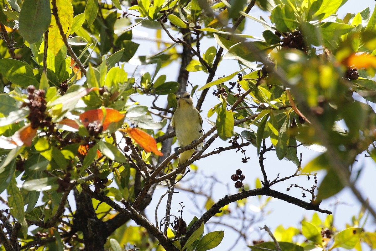 Black-whiskered Vireo - ML56487441