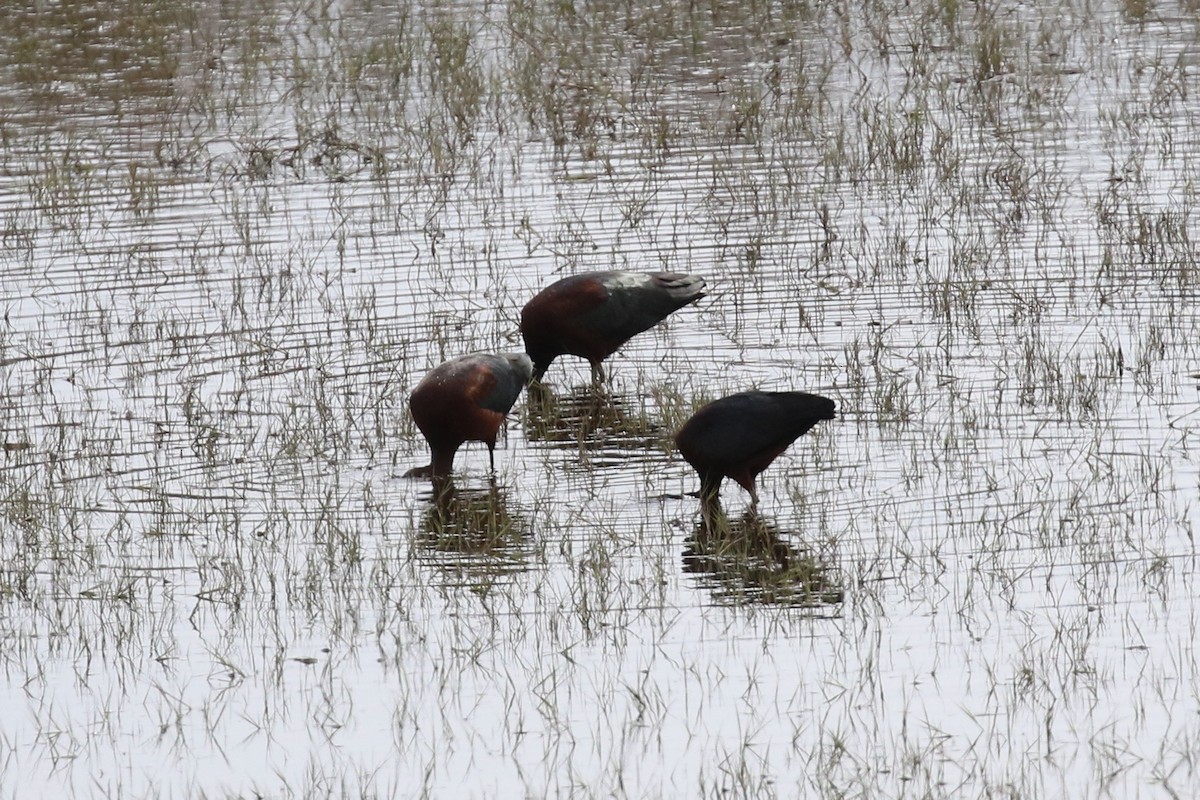 Glossy Ibis - ML564874811